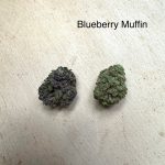 Blueberry Muffin