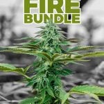 Greenhouse Fire Bundle (THCa)