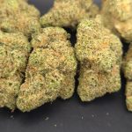 Jack Herer | Cosmic Hemp Gardens