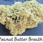 Peanut Butter Breath THCa Hemp Flower