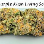 Purple Kush Living Soil THCa Hemp Flower