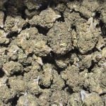 Sunset sherbert outdoor hemp flower | Budinga