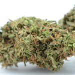 Trop Cookies Premium Hemp Flower | Budinga