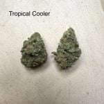 Tropical Cooler