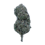 Candy Gelato (Greenhouse) - Shop Hello Mary