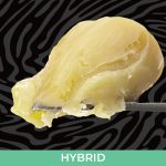 Headband OG Live Resin Badder 1.5G - Crysp