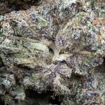 Lemon Cherry Gelato | The Southern Hemp Collective