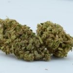 Pina Muffins Premium Hemp Flower | Budinga