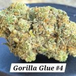 Gorilla Glue #4 Living Soil THCa Hemp Flower