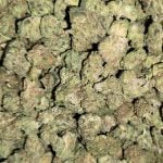 Blueberry Pie