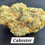 Cakester Indoor THCa Henp Flower