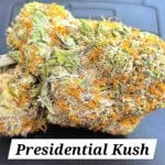 Presidential Kush Indoor THCa Hemp Flower