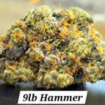 9lb Hammer Living Soil THCa Hemp Flower