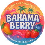 Bahama Berry: Small Batch