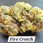 Fire Crotch Living Soil THCa Hemp Flower