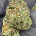 Gelato 41 - THCA - AA INDOOR