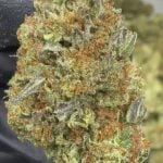 Gelato 41- THCA - TOP SHELF
