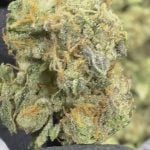 GMO - THCA - CLASSIC RESERVE