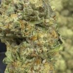 Guava Gelato- THCA - TOP SHELF