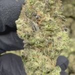 Hash Burger - THCA FLOWER - TOP SHELF