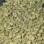 Jet Fuel Gelato Indoor Smalls