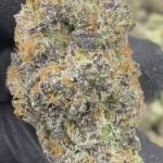 Mochi - THCA - EXOTIC INDOOR