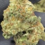 Platinum Gushers - THCA - TOP SHELF