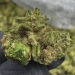 Pure Michigan - Gold Nuggets - THCa Flower TOP SHELF SMALLS