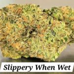 Slippery When Wet THCa Hemp Flower
