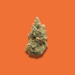 Strawberry Cough THCA