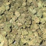 Watermelon OG Indoor