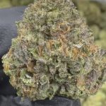 Cereal Milk- THCA FLOWER - TOP SHELF
