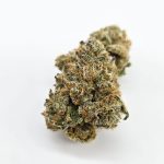 Dark Queen ( Indoor ) Hybrid