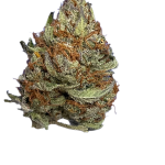 G13 (Budget Indoor)