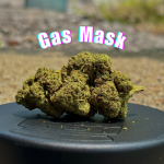 Gas Mask THCa Hemp Flower