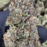 GovernMint Oasis - THCA FLOWER - AA INDOOR