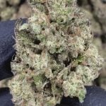 Hash Burger - THCA FLOWER - AA INDOOR