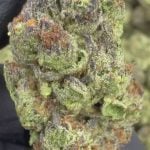 Ice Cream Cake - THCA FLOWER - TOP SHELF