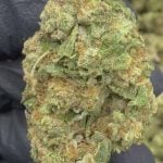 Insane Pound Cake- THCA FLOWER - TOP SHELF