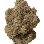 MANGO MENTALITY (HIGH THCA HEMP FLOWER)