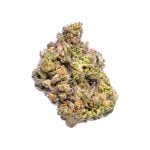 Maple Breath (Greenhouse) | Preston Herb Co