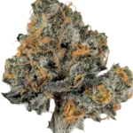 Melon Punch (Indoor)