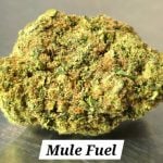 Mule Fule Indoor THCa Hemp Flower