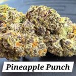 Pineapple Punch Indoor THCa Hemp Flower