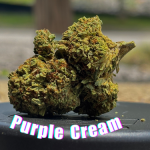 Purple Cream THCa Hemp Flower