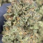 Slurricane X Grease Monkey - THCA FLOWER - CLASSIC RESERVE