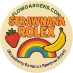 Strawnana Rolex : Small Batch