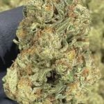 Tiger Cake - THCA FLOWER - CLASSIC RESERVE