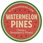 Watermelon Pines : CBD Small Batch