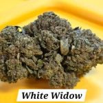 White Widow THCa Hemp Flower